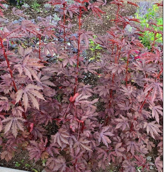 Red leaf hibiscus mahogany 1-2ft